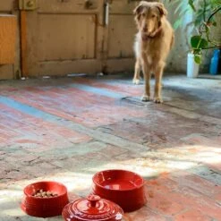 Bol Cerámico Para Mascotas Le Creuset 15 Bol Cerámico Para Mascotas Le Creuset -Le Creuset Ventas boles le creuset fusta4